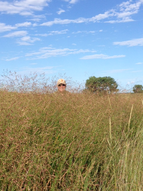 Jay In Tall Grass Wagonhammer Ranches