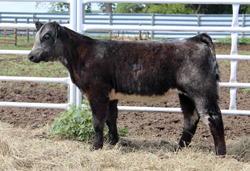 C731 Wagonhammer Ranches