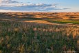 sea_of_grass_web thumbnail