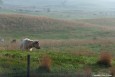 the_art_of_cows_web thumbnail