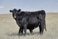 z061 with calf thumbnail
