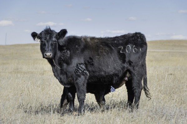 z061 with calf