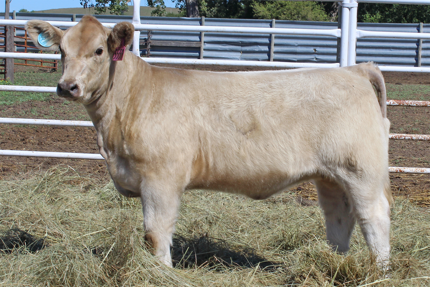 5559a – Wagonhammer Ranches
