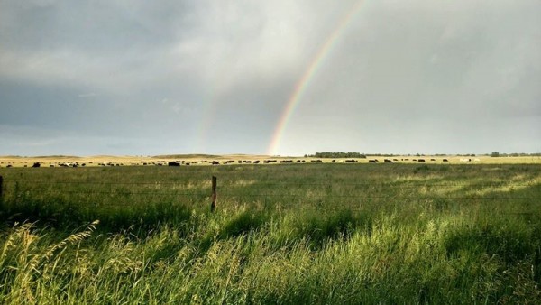 sarah's rainbow